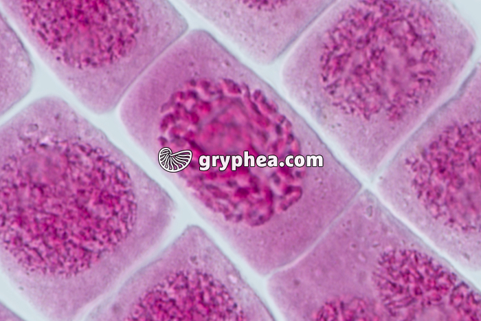 Mitose racine d'Ail PROPHASE x640 - gryphea.org